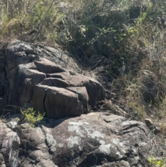 Varanus rosenbergi at Cotter River, ACT - 20 Feb 2023