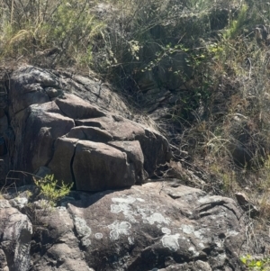 Varanus rosenbergi at Cotter River, ACT - suppressed