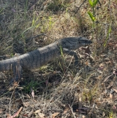 Varanus rosenbergi (Heath or Rosenberg's Monitor) at Uriarra Village, ACT - 19 Feb 2023 by RangerRiley