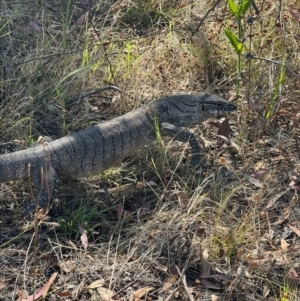 Varanus rosenbergi at Uriarra Village, ACT - 20 Feb 2023