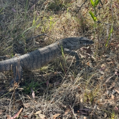 Varanus rosenbergi (Heath or Rosenberg's Monitor) at Cotter Reserve - 20 Feb 2023 by RangerRiley