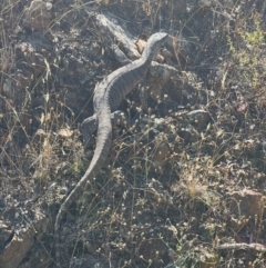 Varanus rosenbergi at Uriarra Village, ACT - suppressed