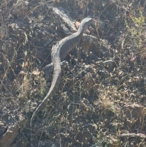 Varanus rosenbergi at Uriarra Village, ACT - 20 Feb 2023