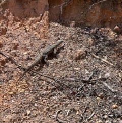 Varanus rosenbergi (Heath or Rosenberg's Monitor) at Lower Cotter Catchment - 19 Feb 2023 by RangerRiley