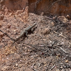 Varanus rosenbergi at Cotter River, ACT - 20 Feb 2023