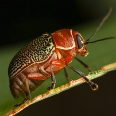 Aporocera (Aporocera) sculptilis (Leaf beetle) at Murrumbateman, NSW - 18 Feb 2023 by amiessmacro