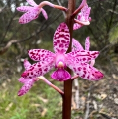 Dipodium punctatum (Blotched Hyacinth Orchid) at Durran Durra, NSW - 19 Feb 2023 by RangerRiley