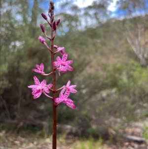 Dipodium punctatum at Durran Durra, NSW - 20 Feb 2023