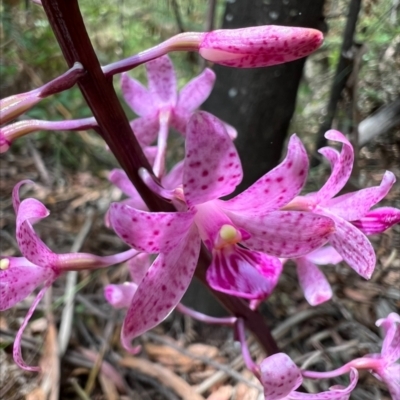 Dipodium roseum (Rosy Hyacinth Orchid) at Cotter River, ACT - 20 Feb 2023 by RangerRiley