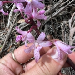 Dipodium roseum at Cotter River, ACT - 20 Feb 2023