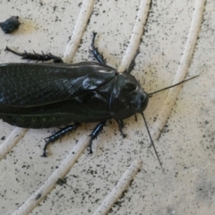 Panesthia sp. (genus) (Wood cockroach) at Mongarlowe River - 11 Jan 2021 by arjay