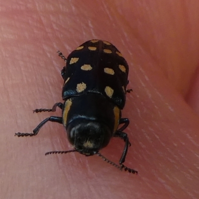Diphucrania duodecimmaculata (12-spot jewel beetle) at Mongarlowe River - 6 Jan 2021 by arjay