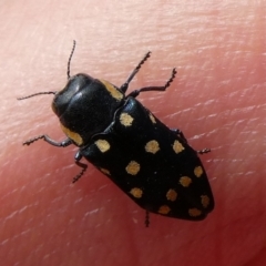 Diphucrania duodecimmaculata at Charleys Forest, NSW - 6 Jan 2021