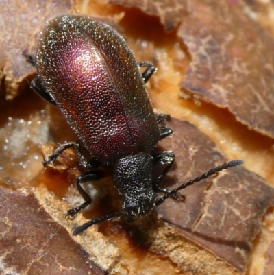 Lagriini sp. (tribe) (Unidentified lagriine darkling beetle) at Charleys Forest, NSW - 2 Feb 2021 by arjay