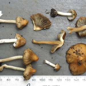 Inocybe mixtilis at Parkes, ACT - 5 Nov 2022