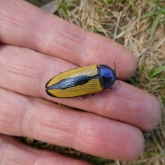 Temognatha suturalis (Boldy sutured jewel beetle) at Mongarlowe River - 3 Feb 2021 by arjay