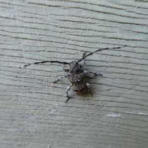 Ancita sp. (genus) at Charleys Forest, NSW - 19 Feb 2023