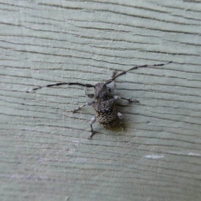 Ancita sp. (genus) (Longicorn or longhorn beetle) at Charleys Forest, NSW - 19 Feb 2023 by arjay