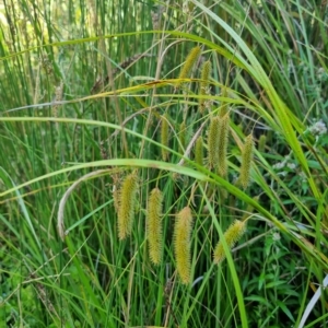 Carex fascicularis at Tennent, ACT - 19 Feb 2023 05:30 PM