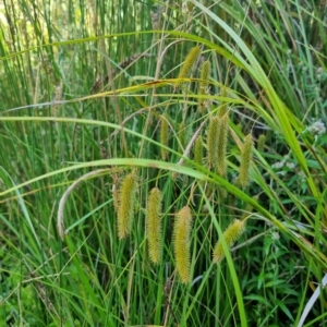 Carex fascicularis at Tennent, ACT - 19 Feb 2023