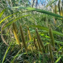 Carex fascicularis at Tennent, ACT - 19 Feb 2023