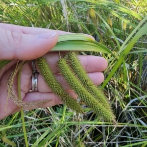 Carex fascicularis at Tennent, ACT - 19 Feb 2023