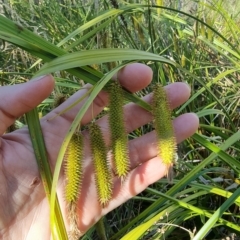 Carex fascicularis at Tennent, ACT - 19 Feb 2023 05:30 PM