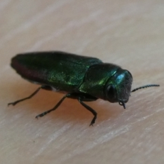 Pseudanilara sp. (genus) (False Anilara jewel beetle) at Charleys Forest, NSW - 19 Feb 2023 by arjay