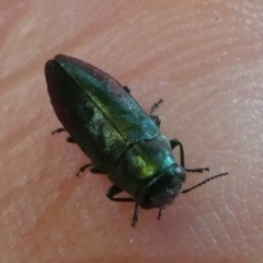 Pseudanilara sp. (genus) at Charleys Forest, NSW - suppressed