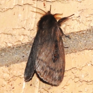 Leptocneria reducta at Wanniassa, ACT - 19 Feb 2023