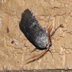 Cryptophasa irrorata (A Gelechioid moth (Xyloryctidae)) at Wanniassa, ACT - 18 Feb 2023 by JohnBundock