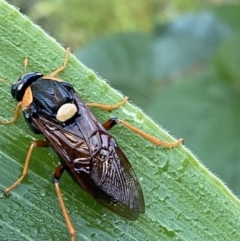 Perga dorsalis (Steel-blue sawfly, spitfire) at Giralang, ACT - 16 Feb 2023 by Denise