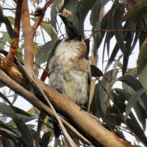 Philemon corniculatus at Mittagong, NSW - 19 Feb 2023 06:16 PM