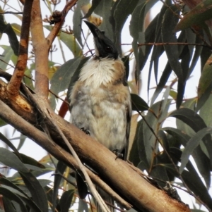 Philemon corniculatus at Mittagong, NSW - 19 Feb 2023