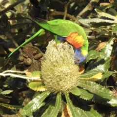 Trichoglossus moluccanus (Rainbow Lorikeet) at Wingecarribee Local Government Area - 19 Feb 2023 by GlossyGal