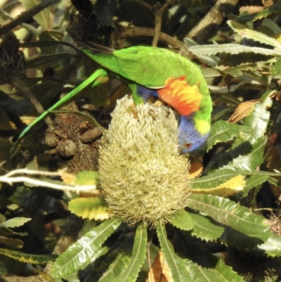 Trichoglossus moluccanus (Rainbow Lorikeet) at Wingecarribee Local Government Area - 19 Feb 2023 by GlossyGal