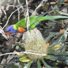 Trichoglossus moluccanus at Mittagong, NSW - 19 Feb 2023