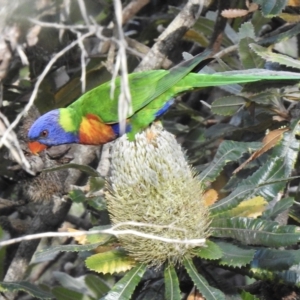 Trichoglossus moluccanus at Mittagong, NSW - 19 Feb 2023 06:17 PM