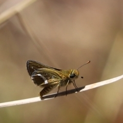 Taractrocera papyria (White-banded Grass-dart) at Molonglo Valley, ACT - 15 Feb 2023 by Tammy
