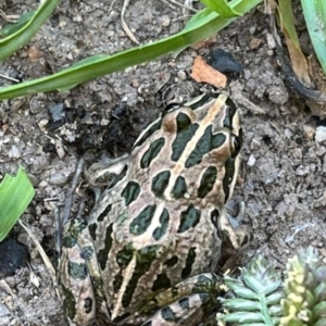 Limnodynastes tasmaniensis at Paddys River, ACT - 20 Feb 2023