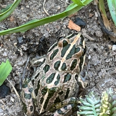 Limnodynastes tasmaniensis (Spotted Grass Frog) at Birrigai - 20 Feb 2023 by jac