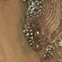 Egernia cunninghami (Cunningham's Skink) at Watson, ACT - 20 Feb 2023 by MPW