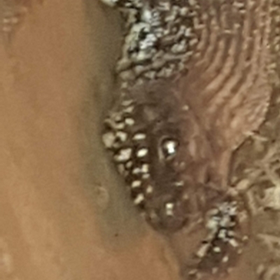 Egernia cunninghami (Cunningham's Skink) at Watson, ACT - 20 Feb 2023 by MPW