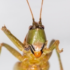 Austrosalomona sp. (genus) (Coastal katydid or Spine-headed katydid) at QPRC LGA - 19 Feb 2023 by MarkT