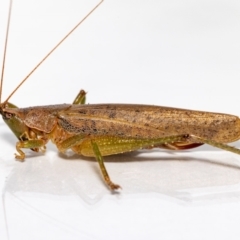 Austrosalomona sp. (genus) at Jerrabomberra, NSW - 19 Feb 2023