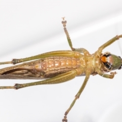 Austrosalomona sp. (genus) at Jerrabomberra, NSW - 19 Feb 2023