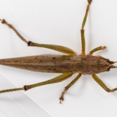 Austrosalomona sp. (genus) at Jerrabomberra, NSW - 19 Feb 2023