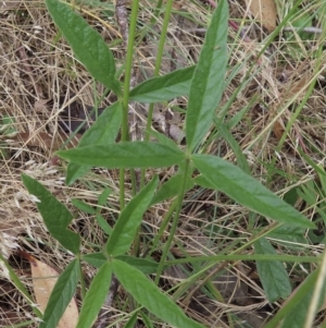 Cullen microcephalum at Mount Clear, ACT - 12 Feb 2023