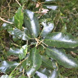 Sarcomelicope simplicifolia subsp. simplicifolia at Barrack Heights, NSW - 20 Feb 2023