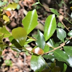 Scolopia braunii (Flintwood) at Barrack Heights, NSW - 20 Feb 2023 by plants